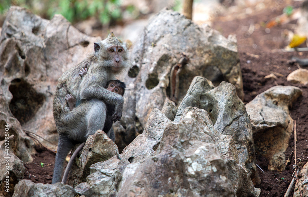 a monkey holding his child