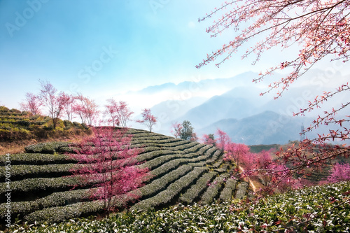 Cherry blossom and tea hill in Sapa, Vietnam. Sa Pa was a frontier township and capital of former Sa Pa District in Lao Cai Province in north-west Vietnam. photo