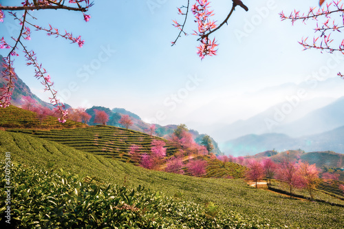 Cherry blossom and tea hill in Sapa, Vietnam. Sa Pa was a frontier township and capital of former Sa Pa District in Lao Cai Province in north-west Vietnam. photo