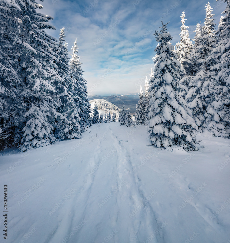 Beautiful winter scenery. Dramatic morning scene of Carpathian mountains. Amazing outdoor scene of mountain forest. Splendid landscape of fir tree woodland covered by fresh snow.