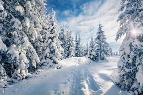 Christmas postcard. Frosty outdoor scene of mountain valley. Fir trees covered by fresh snow in Carpathian mountains. Stunning winter view of fir trees forest. Beauty of nature concept background.. © Andrew Mayovskyy