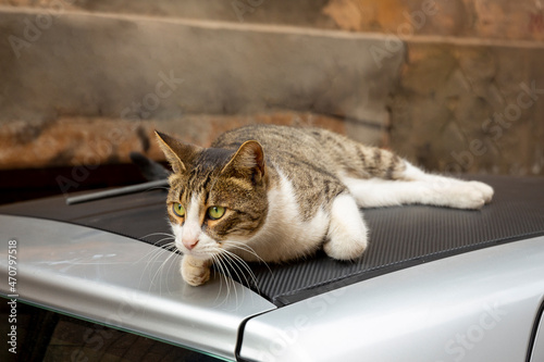 A funny cat with a white chest and paws and a gray spotted back lies on the roof of a car. Portrait of a wild cat. Homeless cats on the streets of Tbilisi.