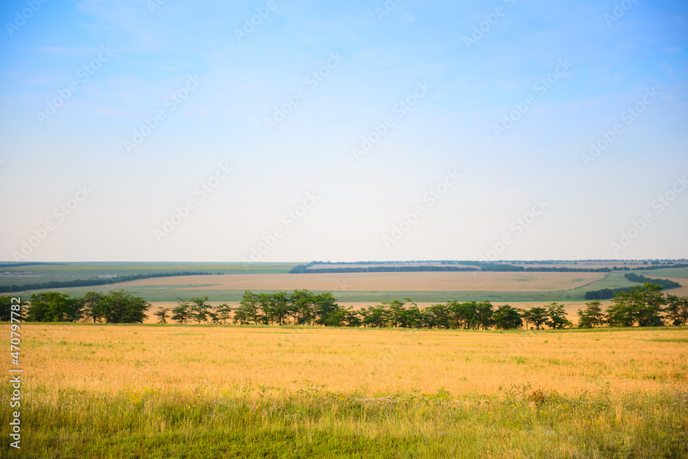 Summer landscape of fields to the horizon and forest strips