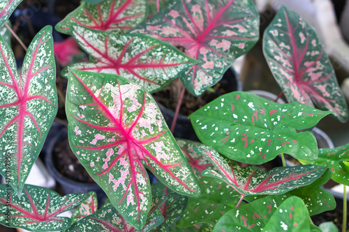 Closeup colorful pink and green caladium leaves in the garden