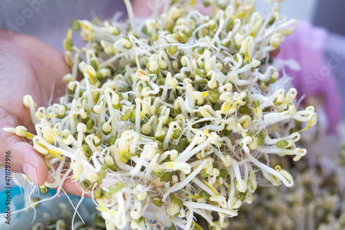 Closeup hand holdingfresh Bean Sprouts with blured blackgroun, healthy food concept photo