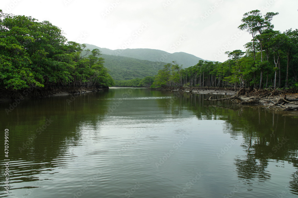 手つかずの自然が広がる西表島の原生林