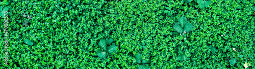 micro green weeds texture 1