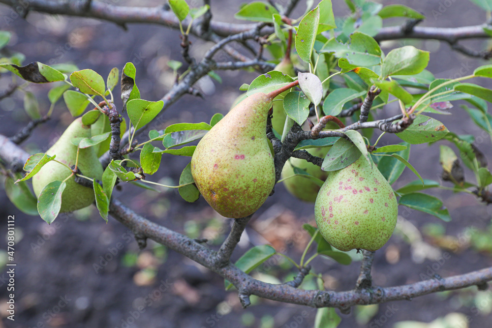 Group of Ripe Healthy Green Pears Growing on the Branch of a pear Tree, in a Genuine Organic Orchard Healthy Food for Humans. Autumn Harvest Concept Close-up Group of Ripe Healthy Green Pears Growing on the Branch of a pear Tree, in a Genuine Organic Orchard Healthy Food for Humans. Autumn Harvest Concept Close-up