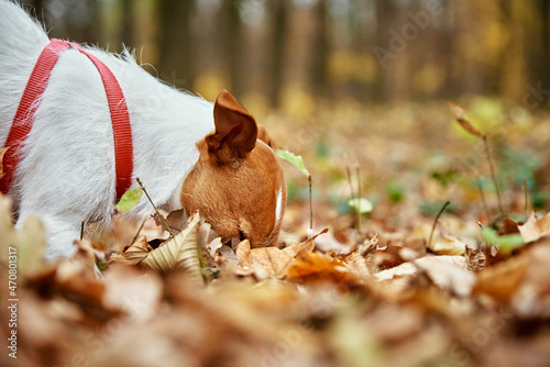 Dog walking in autumn park, sniffing colored leaves. photo
