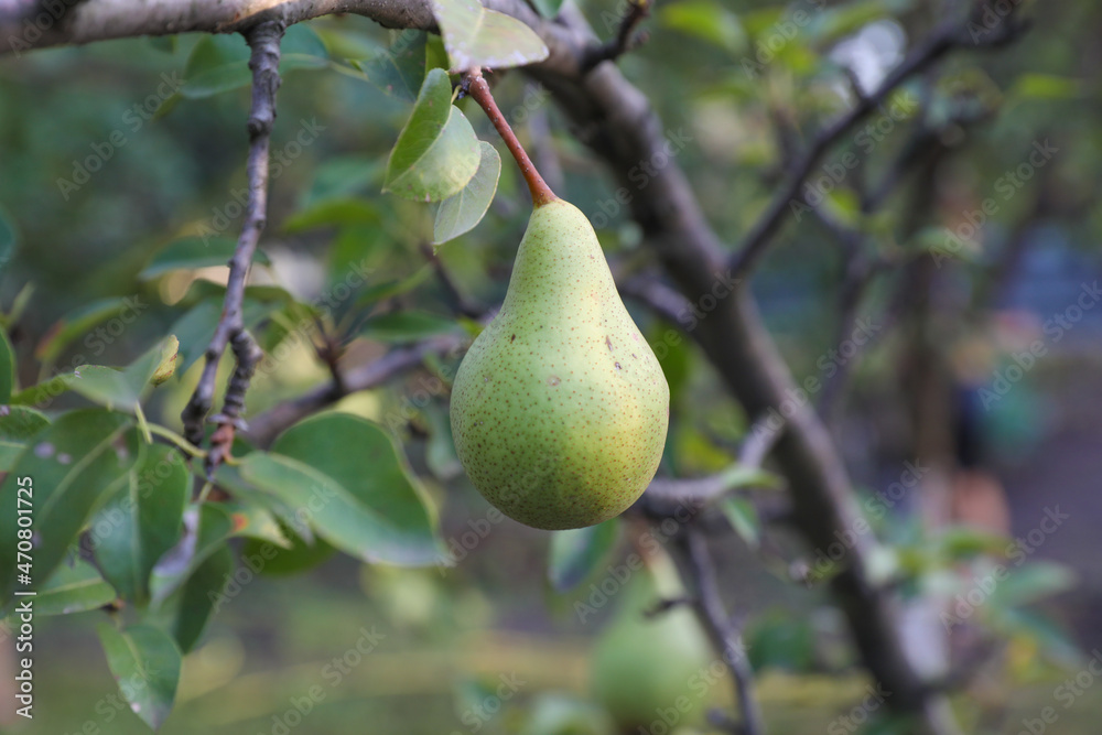 Pear crops on tree with green leaves at sunny day Ripe Healthy Green Pears Growing on the Branch of a pear Tree, in a Genuine Organic Orchard Healthy Food for Humans. Autumn Harvest Concept Close-up Pear crops on tree with green leaves at sunny day Ripe Healthy Green Pears Growing on the Branch of a pear Tree, in a Genuine Organic Orchard Healthy Food for Humans. Autumn Harvest Concept Close-up
