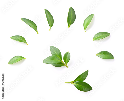 set of small green leaves close-up isolated on white background food styling items   