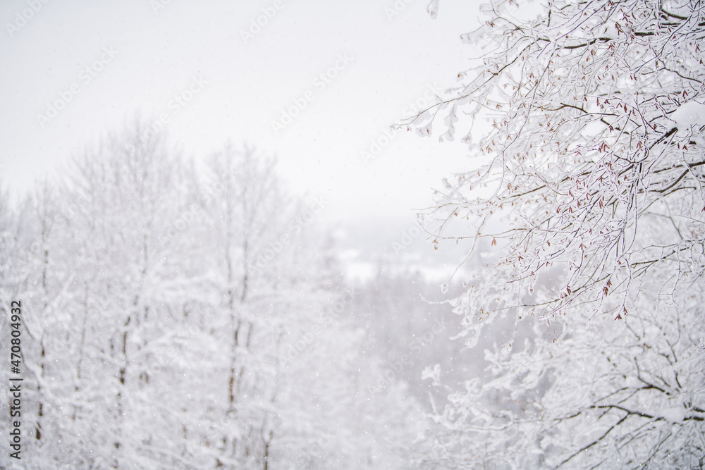 Foggy snowy landscape of northern park. Foggy snowy landscape of northern park.