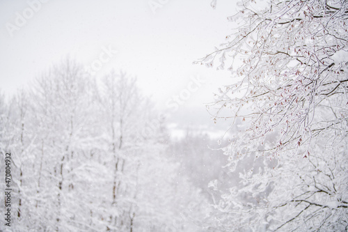 Foggy snowy landscape of northern park. © Maria Moroz