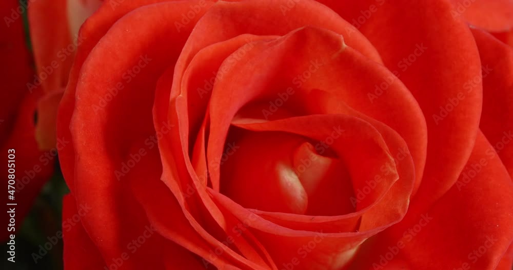 Rose close-up. Macro flower. Delicate petals. Bright buds. Rose close-up. Macro flower. Delicate petals. Bright buds.