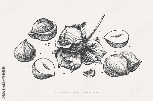 Hand-drawn hazelnuts. Nut, chopped, and whole. Organic food concept. Can be used for your design. Vintage botanical illustration on a light isolated background.
