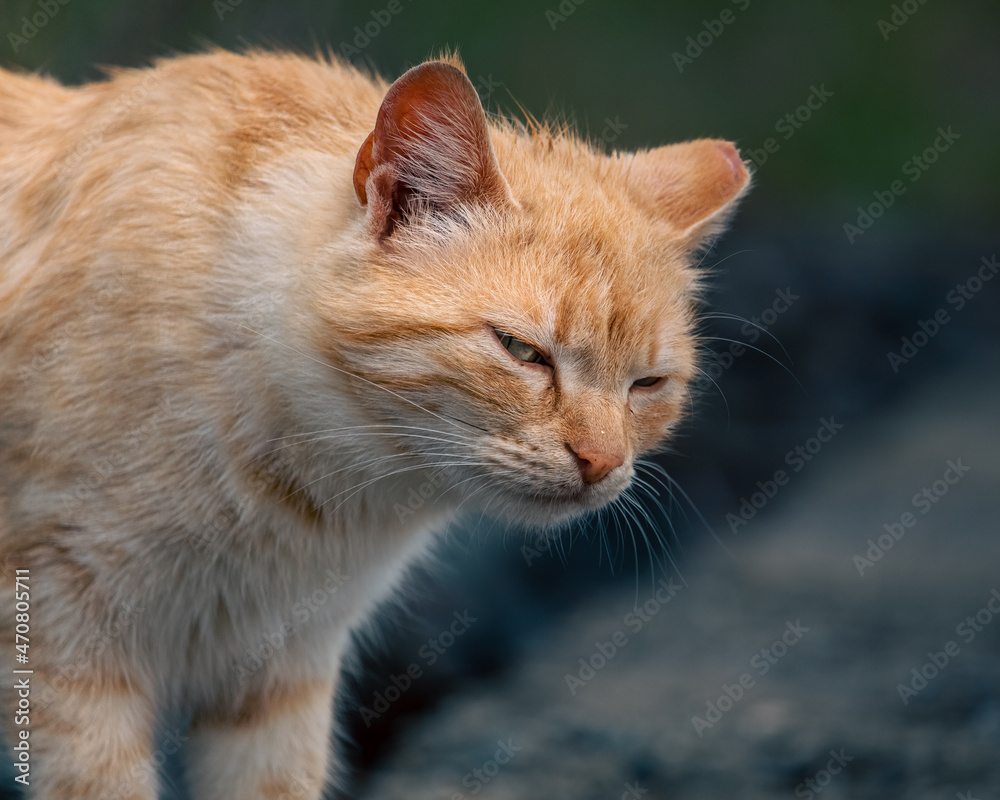 Street cat on a rainy day