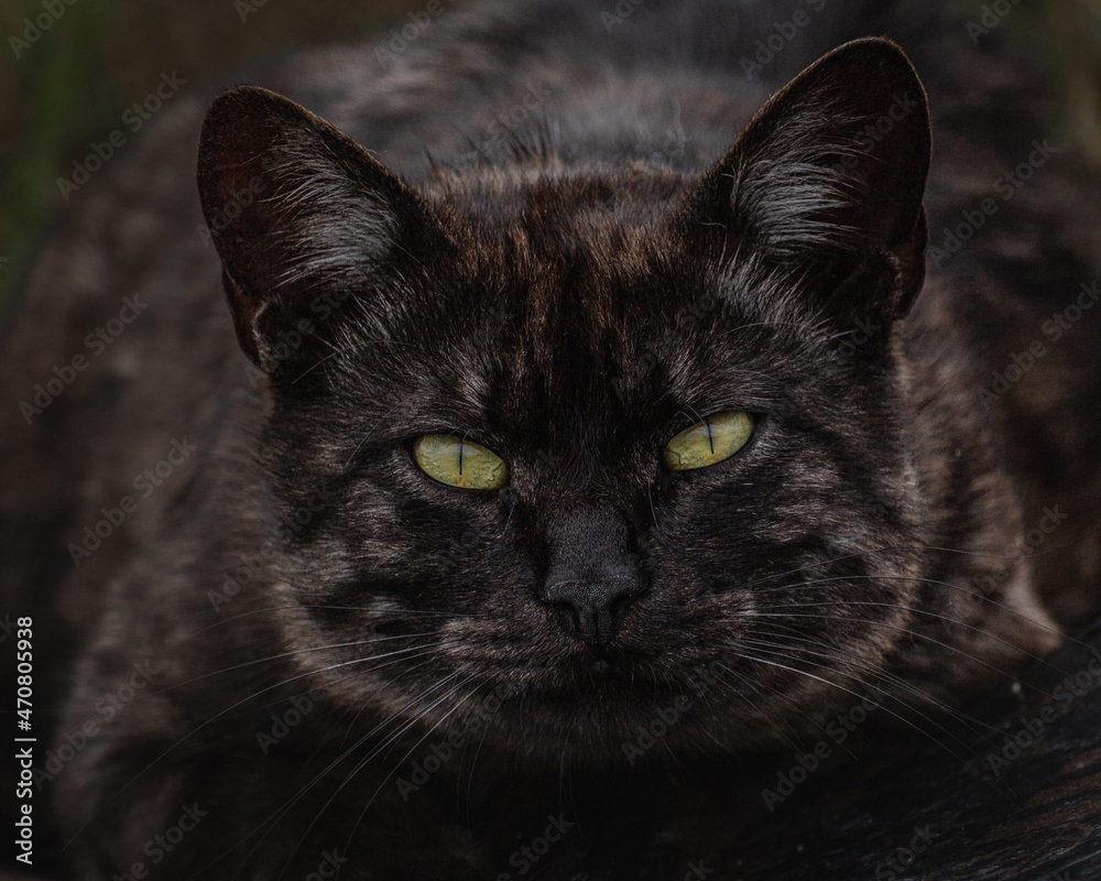 Dark colored street cat portrait