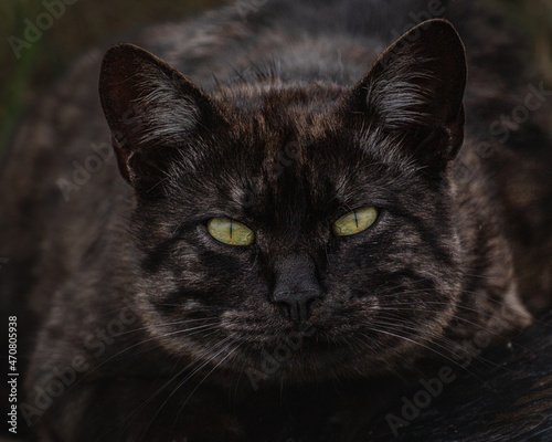 Dark colored street cat portrait