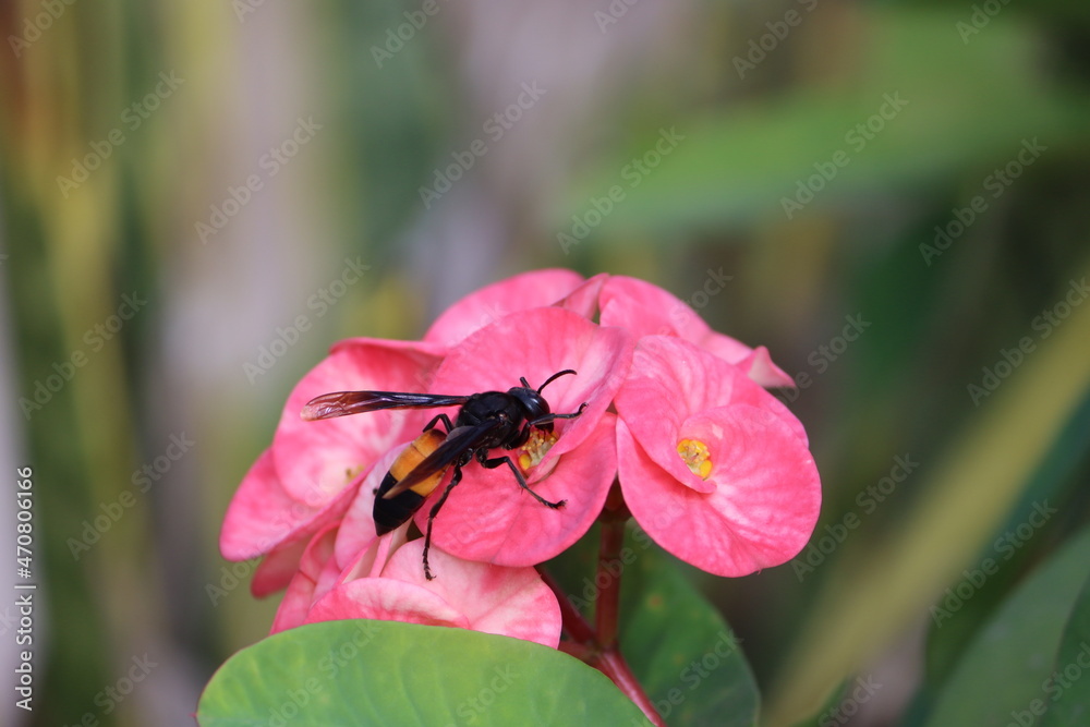 Vespa tropica, the greater banded hornet, is a tropical species of hornet found in Southern Asia, New Guinea and west Africa. Vespa tropica, the greater banded hornet, is a tropical species of hornet found in Southern Asia, New Guinea and west Africa.