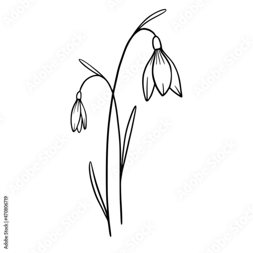 Snowdrop flowers on white background. Hand-drawn illustration of a spring snowdrop flower. Drawing, line art, ink, vector.