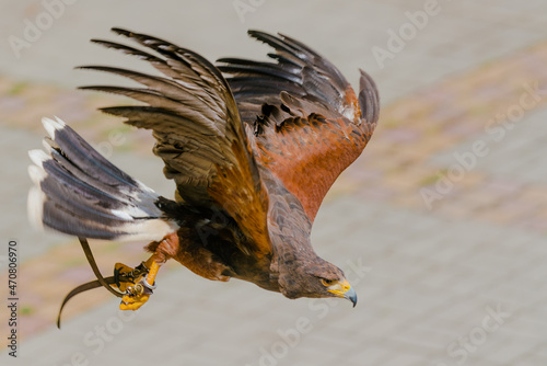 red tailed hawk