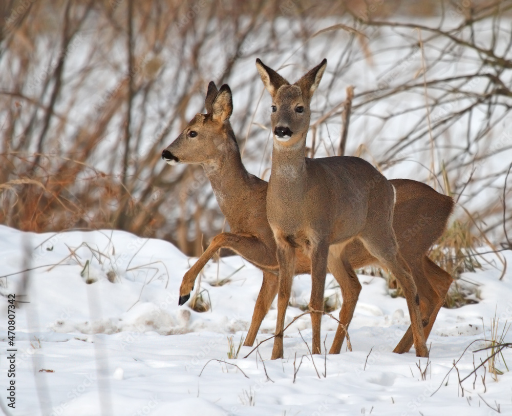roe deer in winter roe deer in winter