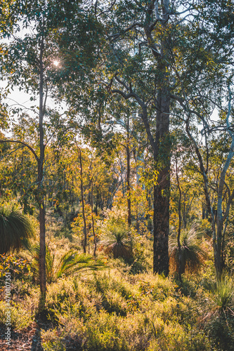 John Forrest Trees