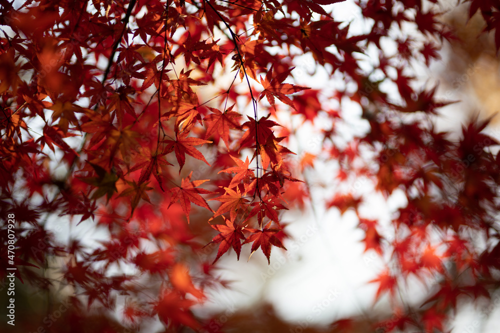 Wide angle of red autumn leaves, easy to use as a banner background, copy space available Wide angle of red autumn leaves, easy to use as a banner background, copy space available