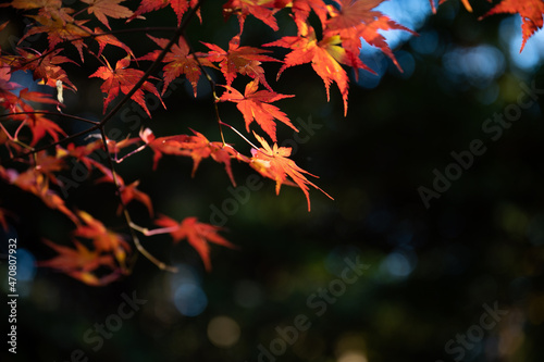 Closeup of red autumn leaves in autumn, easy to use for banners, copy space 