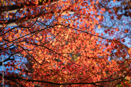 バナーの背景に使いやすい秋の赤い紅葉の広角 コピースペースあり