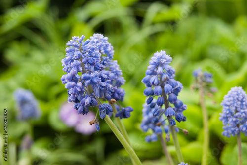 close up of a blue flower