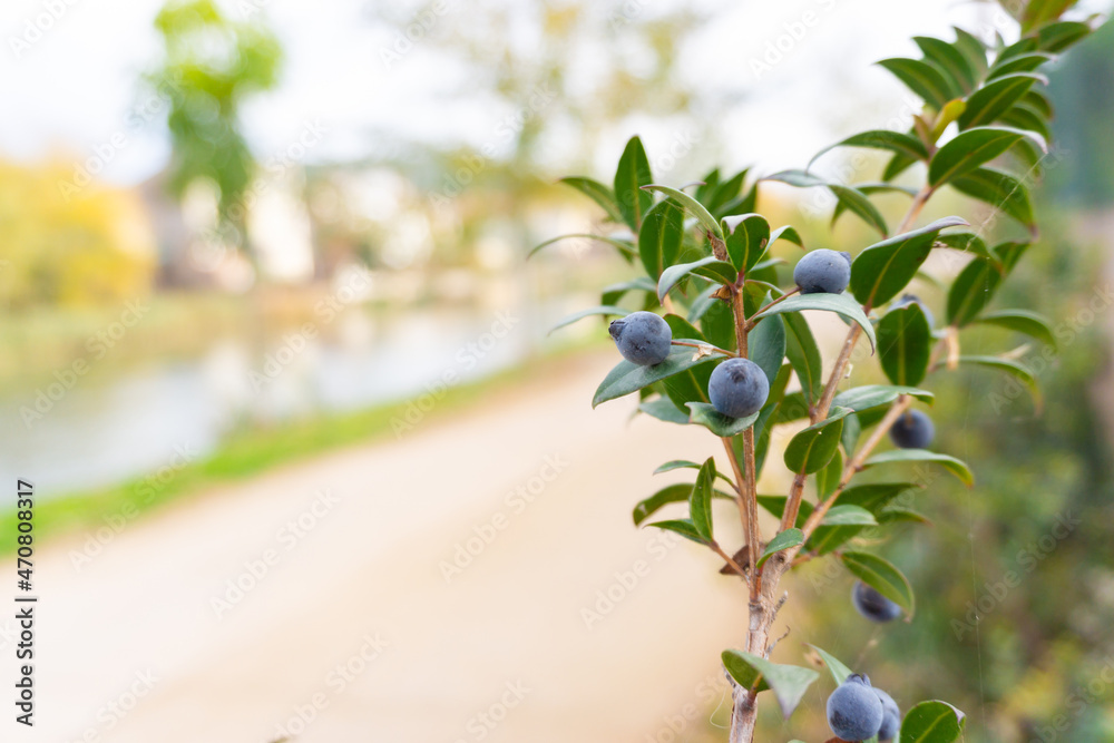 Closeup of some wild blueberries with the background out of focus