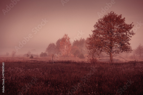 Rural landscape in early foggy autumn morning