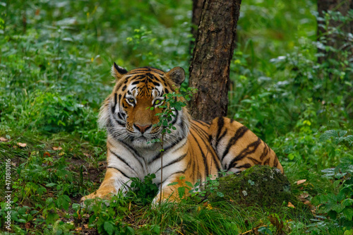 Fototapeta Naklejka Na Ścianę i Meble -  Amur tiger in the summer Primorsky taiga. A large striped predator walks through the summer forest.