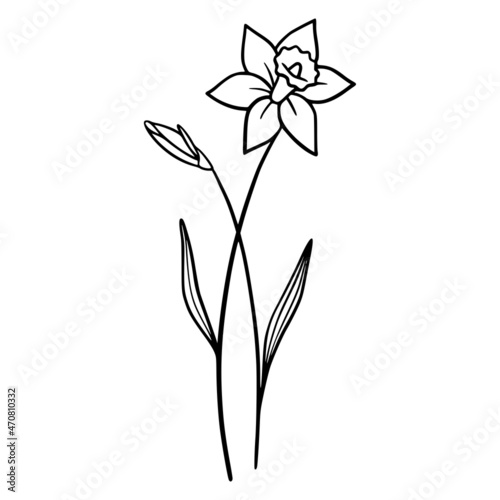 Daffodil flowers on white background. Hand-drawn illustration of a Daffodil flower. Drawing, line art, ink, vector. © Irina Ostapenko