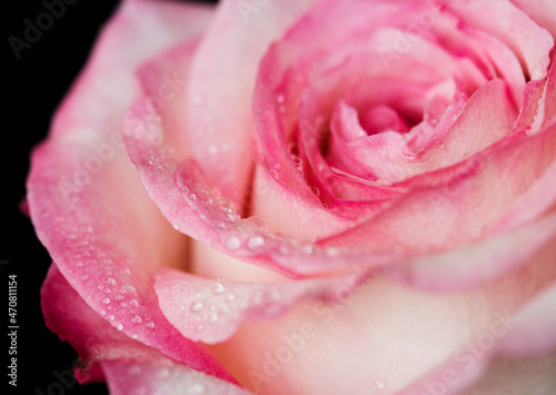 Closeup of blooming pink rose