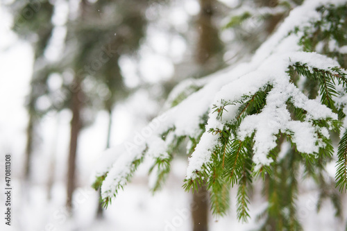 Winter Spruce