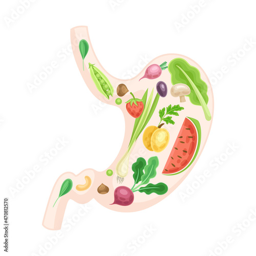 Anatomical stomach with fruit and vegerables. Healthy human internal organ vector illustration