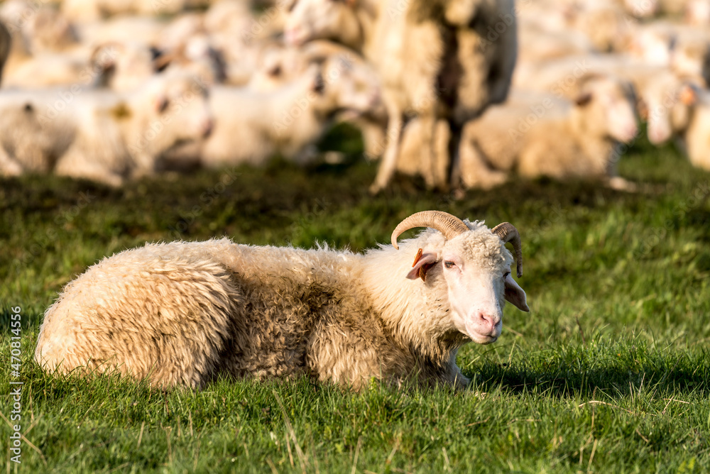 Naklejka premium owca