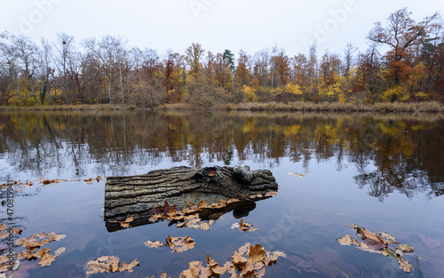 Étang de Sainte-Périne (Sainte-Périne lake) in the autumn, lake situated in the French forest of Compiègne. A trunk is floating in the foreground, surrounded by dead leaves. photo