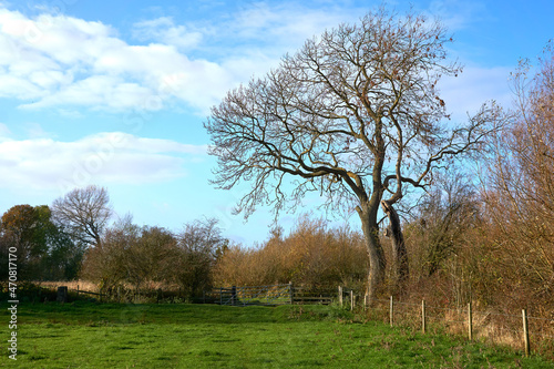 Bare tree in the corner of a field
