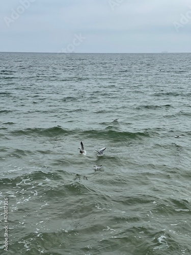 Vertical shot of seagulls flying and resting on sea water