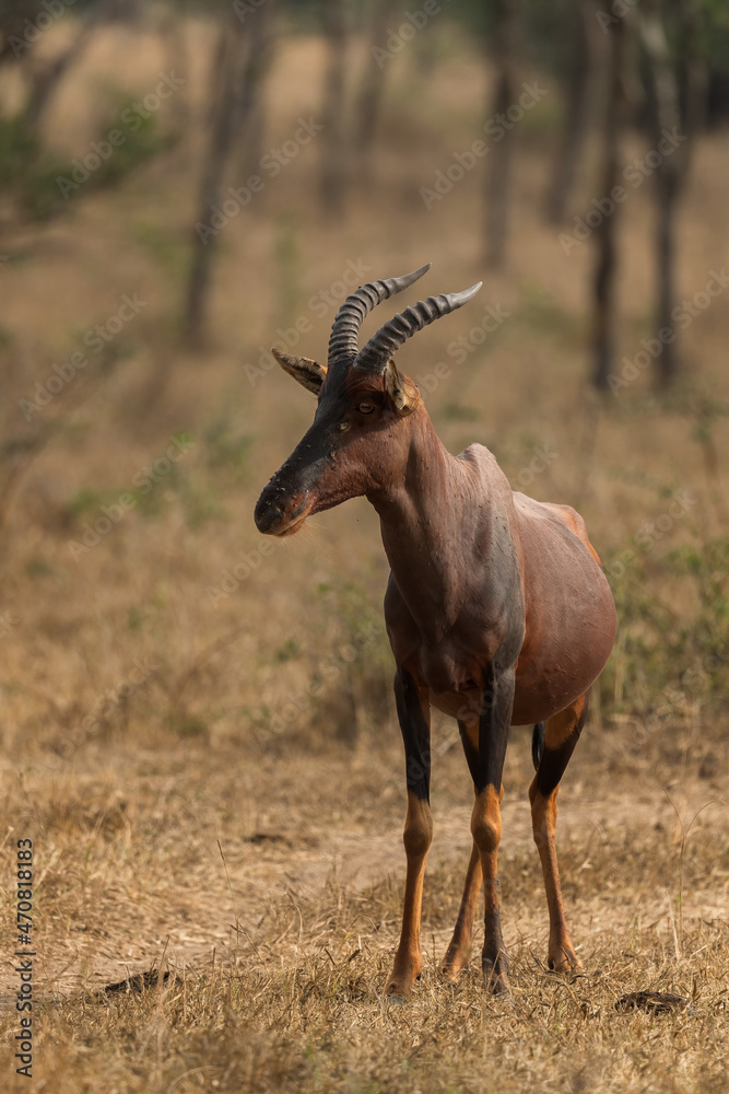 Topi antelope - Damaliscus lunatus, beautiful large antelope from
