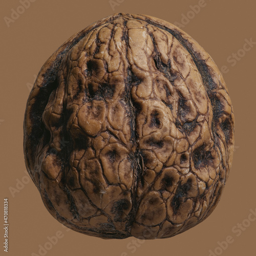 Close up brown French walnut in shell
 photo
