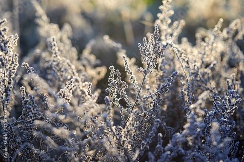 Bild auf Leinwand Close-up of beautiful frost on the grass and leaves frosty misty autumn morning