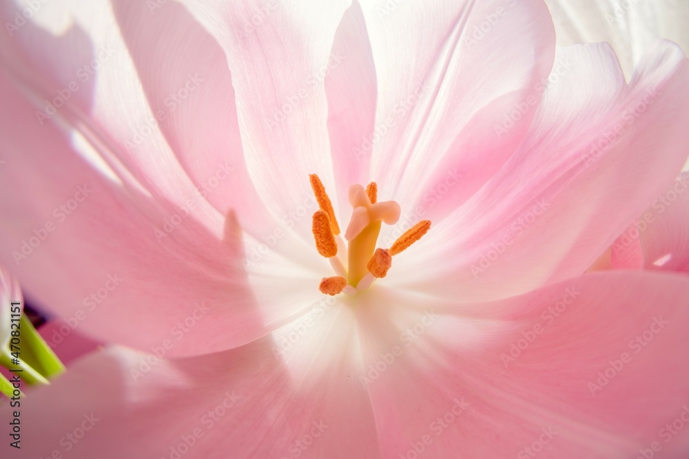 Flower tulip  bouquet nature  leaf. decoration concept