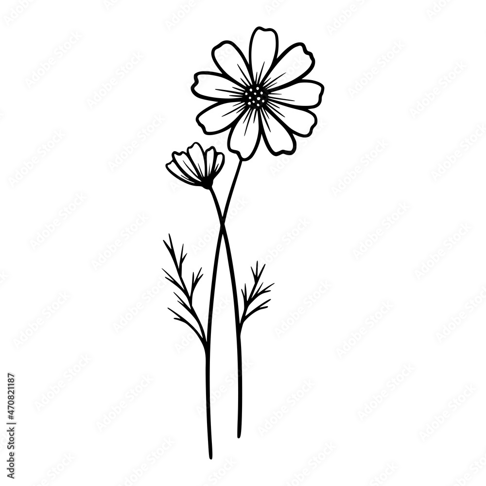 Grafika wektorowa Stock: Cosmos flowers on white background. Hand-drawn