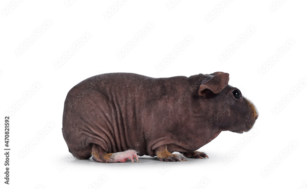 Obraz premium Cute dark brown skinny pig, standing side ways. Head up. Looking at lens with big eyes and floppy ears. Isolated on white background. White and brown hair on nose and front legs.