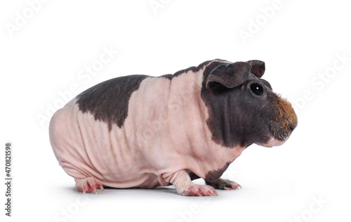 Cute pink with brown spotted cow skinny pig, standing side ways. Head up. Looking at lens with big eyes and floppy ears. Isolated on white background. Brown frizzy hair on nose.