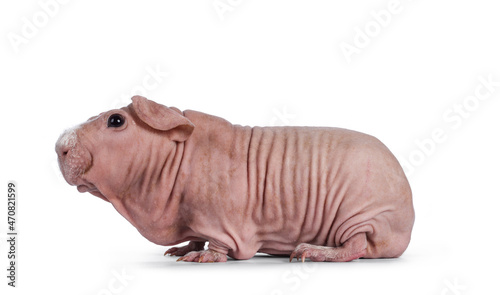 Photography Cute pink skinny pig, standing side ways